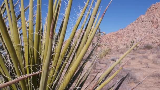 Woestijnflora Joshua Tree National Park Californië Usa Wilde Westen Indiaanse — Stockvideo