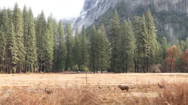 Familia Ciervos Pastando Prado Valle Yosemite Por Carretera Tioga Fauna — Vídeos de Stock