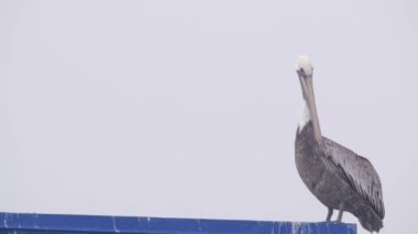 Ocean Beach rıhtımındaki sisli Kaliforniya sahillerinde büyük vahşi pelikan kuşu. Pelecanus, sisli havada rıhtımda. Deniz kıyısında sakin, sessiz bir atmosfer. San Diego Vahşi Hayatı.