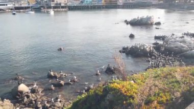 Kazık, sütun ya da sütun üstündeki renkli ahşap evler. Deniz aslanı, benekli fok ve martı kuşları, okyanus suyunda kaya. Old Fishermans Rıhtımı, Monterey Körfezi Limanı, California Sahil Vahşi Yaşam veya Hayvanat Bahçesi, ABD.