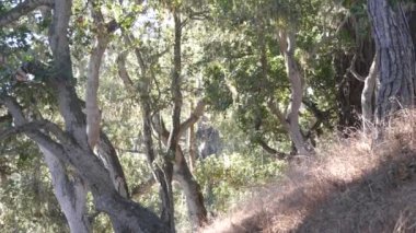 Dantelli liken yosunu asılı, ağaçlar ormanda dallanıyor. Derin gerçeküstü odun, eski peri korusu ya da fantezi ormanı. Parazit mantar ya da mantarla kaplı bitkiler. Point Lobos, Monterey Flora, Kaliforniya ABD