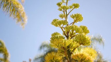 Sarı agave ya da aloe egzotik çiçek paniği, yüzyıl ya da nöbetçi bitki çiçeği, sulu çiçek ya da şişkinlik. Mavi açık güneşli yaz gökyüzü, çiçek açan maguey ve palmiye ağacı, Kaliforniya flora, ABD bahçesi.