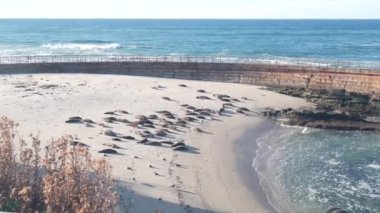 Vahşi benekli fok sürüsü, Pasifik limanı deniz aslanları dinleniyor, kumlu okyanus plajı, La Jolla vahşi yaşam, California sahili, ABD. Hayvanlar sürüsü, özgürlük kolonisi, deniz kenarındaki doğal yaşam alanı. Çocuk havuzu