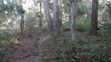 Ormandaki ya da ormandaki patika yolu, eski koruluktaki ya da ormandaki patika yolu, Point Lobos vahşi doğası, Kaliforniya ABD. Yürüyüş ya da yürüyüş için patika ya da yürüyüş yolu. Kozalaklı çam ağaçları manzarası.
