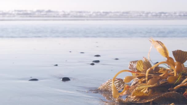 Zielone Wodorosty Morskie Plaży Piasek Morski California Ocean Coast Nature — Wideo stockowe