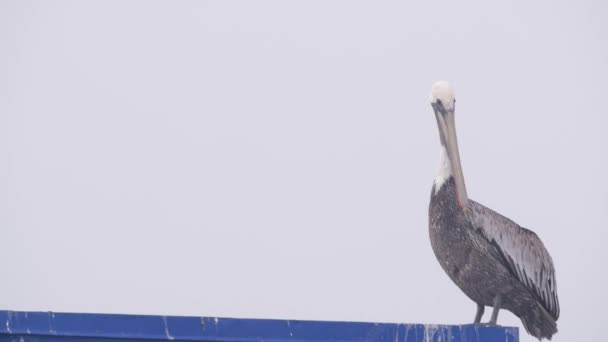 Big Wild Pelican Bird Ocean Beach Molo Haze Mlhavé Pobřeží — Stock video