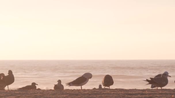 海鸥在海滩上的海水边 在日落时在美国加利福尼亚的海浪边 在和平海岸沙滩上的鸟群或鸟群 许多海鸥和海景在任务海滩的日落时分 — 图库视频影像