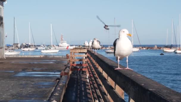 Aves Gaviota Barandillas Muelle Puerto Portuario Puerto Marítimo Muelle Comercial — Vídeo de stock