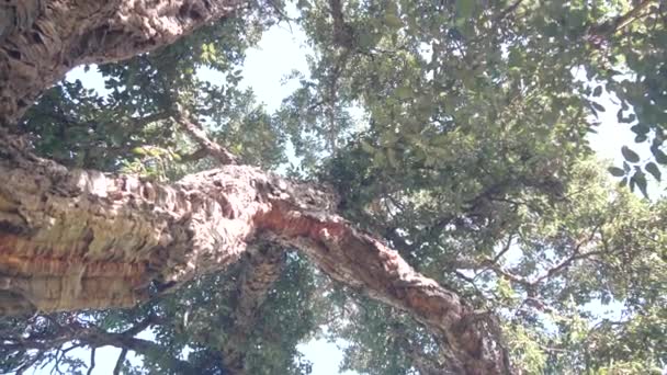 大软木塞树或大软木塞树干 下部分枝和树冠叶冠 叶面角度低 茂密的森林或林地 在巨大的植物的郁郁葱葱的绿色下 阳光下的绿叶 — 图库视频影像