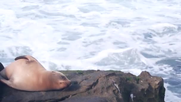 野生の若いアザラシの睡眠 魅力的なアシカの子牛は岩の多い海のビーチ ラホヤ野生動物 サンディエゴ カリフォルニア州海岸 米国で休んでいます かわいい海洋動物の赤ちゃん 赤ちゃん 子犬または圧倒 崖による水の波の泡 — ストック動画