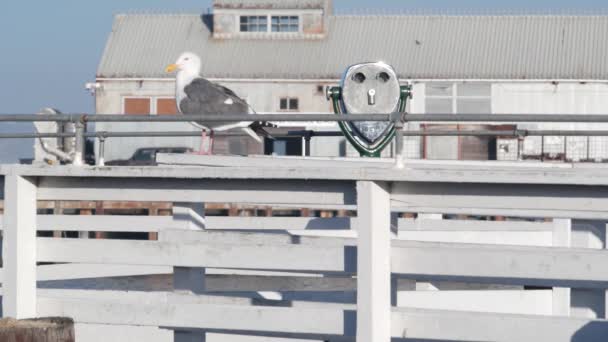 モントレーマリーナ オールドフィッシャーマンズウォーフ クェイや桟橋 カリフォルニア州海岸 港や湾 海洋による静止双眼鏡 タワービューア 望遠鏡 ビーチフロントのウォーターフロントのボードウォーク カモメの鳥 — ストック動画