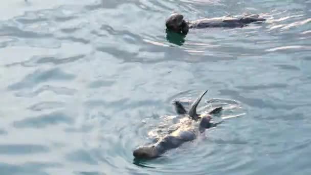 Cute Furry Sea Otter Family Two Marine Mammal Adorable Cuddly — Stock Video