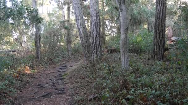 森や木の道 古い森や森の中の歩道や歩道 ポイント ロボスの荒野 カリフォルニア州アメリカ ハイキングやトレッキングのための道や歩道 針葉樹のヒノキの木の風景 — ストック動画
