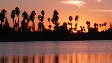 Günbatımı okyanus sahillerinde birçok palmiye ağacı silueti, Kaliforniya sahilleri, ABD. San Diego kıyısındaki Mission Bay Park 'ın sakin suyunda mor turuncu gökyüzünün yansıması. Deniz yüzeyi ve tropikal gün batımı.