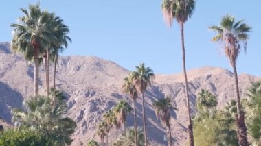 Palmiye ağaçları, dağlar ve tepeler, güneşli Palm Springs tatil beldesi Los Angeles yakınlarında, Old Las Palmas, California Valley doğa, ABD. Kuru iklim bitkileri, çöl vahası bitki örtüsü, yaz atmosferi.