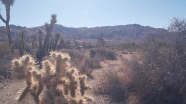 Çöl bitkisi, Joshua Tree Ulusal Parkı, Kaliforniya ABD. Vahşi batı ve Hint atmosferi, Batı kurak iklimi. Vadi yaban hayatı, kaktüs suları, agave ve yukka bitkileri. Kuru susuz fundalık.