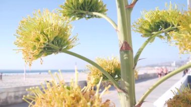 Sarı agave çiçeği açar, okyanus kıyısında yürüyen insanlar, Kaliforniya kıyılarında ABD. Amerikan aloe çiçekleri, sulu yüzyıl bitkileri ve mavi yaz gökyüzü. San Diego, Mission sahilindeki sahil yolu..