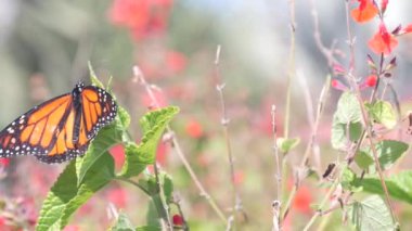 Butterfly collecting wild flower pollen, garden or spring medow, pond or lake water. Botanical bloom, floral blossom of plants, orange insect in fresh summer herb grass. Field wildflowers pollination.