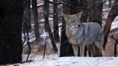 Vahşi kürklü kurt, gri çakal ya da gri çakalkurt, kış karlı ormanı, Yosemite ulusal parkı vahşi yaşam alanı, Kaliforniya, ABD. Evcilleştirilmemiş yırtıcı hayvan gibi yürüyor, kokluyor, melez köpek ayakta duruyor.