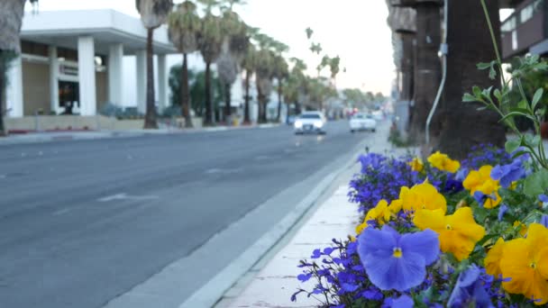 Palmiers Fleurs Palm Springs City Street Flowerbed Floral Bloom Blossom — Video