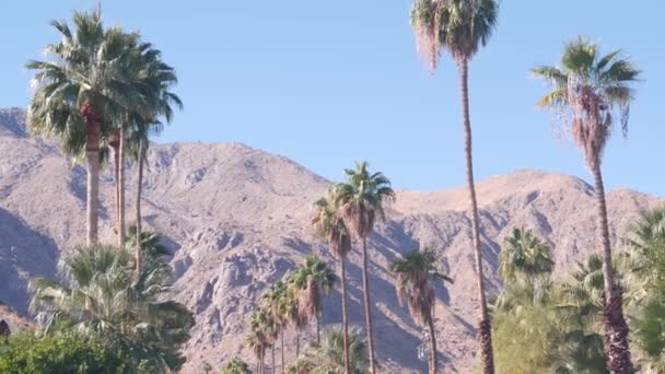 Rij Van Palmbomen Bergen Heuvels Zonnige Palm Springs Vakantieoord Buurt — Stockvideo