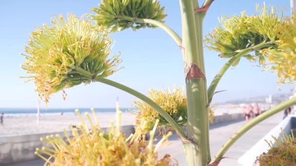 Sárga Agave Virág Virágzik Emberek Sétálnak Óceán Partján Kalifornia Partjainál — Stock videók