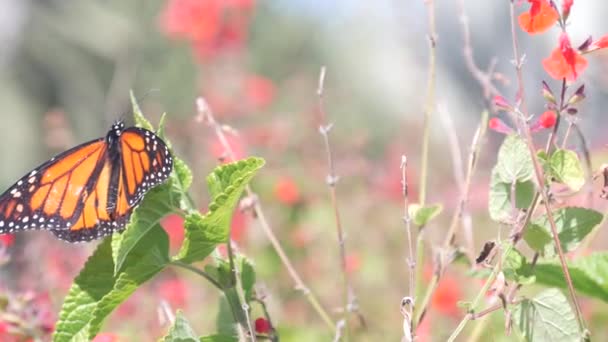 Butterfly Collecting Wild Flower Pollen Garden Spring Medow Pond Lake — Video Stock