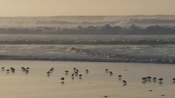 Valuri Oceanice Multe Păsări Rapide Nisip Turme Mici Păsări Țărm — Videoclip de stoc