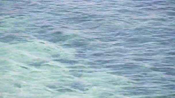 Seal Mergulho Mar Leão Natação Cristal Azul Azul Oceano Transparente — Vídeo de Stock