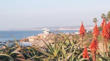 Kırmızı aloe çiçeği, Pasifik Okyanusu sahillerinde ya da kıyılarında sulu bitki tomurcukları ya da kızıllık, Kaliforniya kıyıları, La Jolla Koyu, ABD. Arka planda Flora ve deniz manzarası. Yeşil bitki ve deniz suyu.