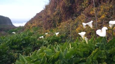 Calla Nilüfer Vadisi, Garrapata sahilindeki dere kanyonu, Big Sur manzarası, Monterey Doğa, Kaliforniya, ABD. İlkbaharda okyanus dalgalarının yanında birçok beyaz zambak. Çiçekler açıyor, kır çiçekleri açıyor.