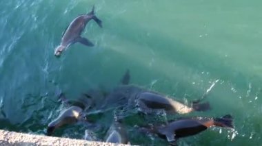 Vahşi şirin fok sürüleri ya da deniz aslanları okyanus suyunda yüzer, eğlenceli davranışlar. Özgürce suya dalan birçok deniz hayvanı, yukarıdan manzara, Monterey iskelesi, California sahil yaban hayatı, ABD