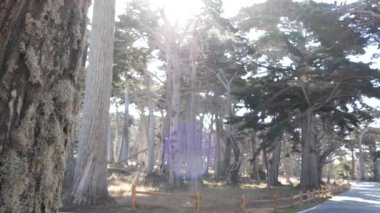 17 millik manzaralı yol, Monterey yarımadası, Kaliforniya, ABD. Selvi ağacı ormanları, kozalaklı çam ağaçları, koruluklar ve ormanlar arasında yol gezisi. Pasifik kıyısı otoyolu Big Sur yakınlarında turizm rotası