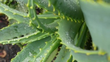 Aloe vera rosette, çiy ya da yağmur suyu damlaları, taze sulu ıslak bitki, nemli yapraklar, yağmur damlaları ya da damlacıklar. California sulu bitki örtüsü, bahar sabahı. Nemlendirici organik kozmetik ferahlatıcı bileşen.