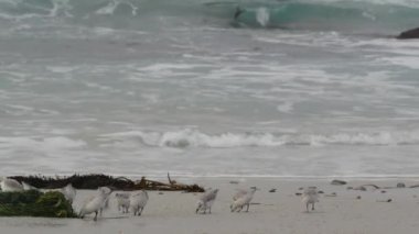 Okyanus dalgaları ve bir sürü kum düdüklü kuş, kayalık plaj, küçük kum düdüklü su kuşu sürüsü, Monterey vahşi yaşamı, Kaliforniya sahilleri, ABD. Deniz suyu akıntısı, küçük kum. Minik hızlı genç kuş koşuyor