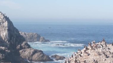 Uçurumdaki kahverengi pelikan sürüsü, okyanustaki kayalık adası, Point Lobos manzarası, Monterey vahşi hayatı, Kaliforniya sahili, ABD. Büyük dalgalar çarpar, kuşlar uçar. Birçok pelecanus yuvası, vahşi hayvan kolonisi.