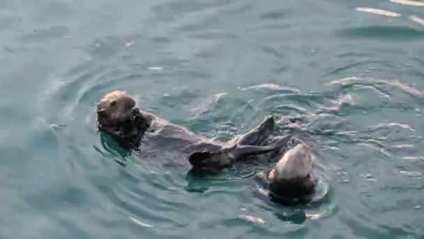 Cute Furry Sea Otter Family Two Marine Mammal Adorable Cuddly — Stock Video