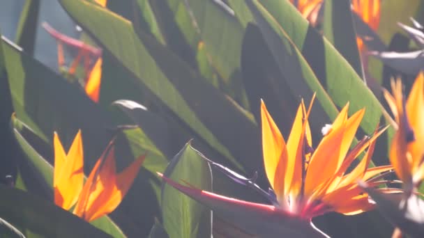Strelitzia Ave Del Paraíso Flor Naranja Flor Grulla Inflorescencia Exótica — Vídeos de Stock