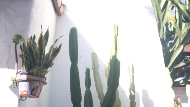 白い壁によって花のポットと背の高い多肉植物サボテンにサンセベリア植物 メキシコの田舎のホームステッド ガーデン 地方の村 田舎素朴な牧場 カリフォルニア州またはメキシコのカントリーハウス — ストック動画