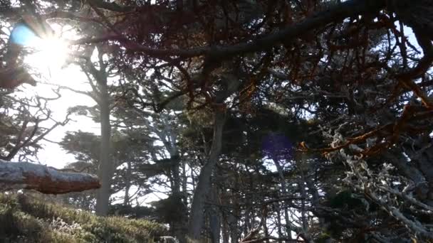 Покручені Вузенькі Вузлуваті Гілки Стовбури Дерев Мають Листя Глибока Сюрреалістична — стокове відео
