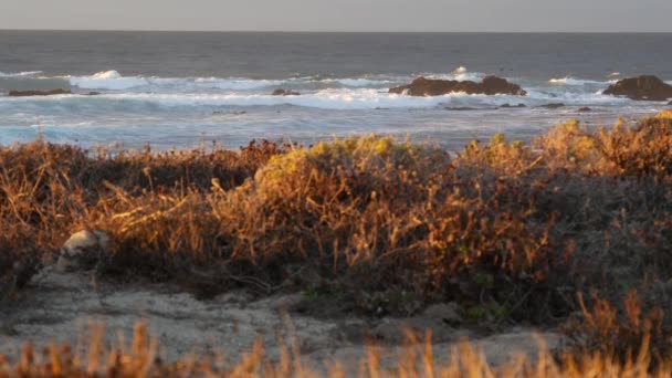 ロッキークラギー太平洋沿岸 海の波がクラッシュし 17マイルのドライブ モントレーカリフォルニアUsa ポイント ロボス ビッグサー ペブルビーチの近くで劇的な日没の自然 鳥が飛んでる シームレスループされたシネマグラフ — ストック動画