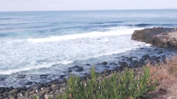 Vahşi Fok Yuvası Kayalık Okyanus Sahilinde Dinlenen Deniz Aslanı Jolla — Stok video