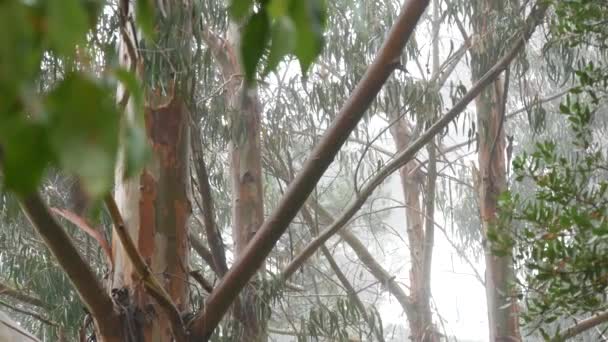 雾蒙蒙的森林 树林或林地中的桉树 雨天植物湿润 滴落在薄雾中 美国加利福尼亚州蒙特里植物区系 闷热宁静的氛围 宁静的自然 — 图库视频影像
