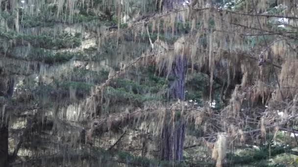 Lace Lichen Moss Висить Дерева Гілляка Лісі Глибоке Сюрреалістичне Дерево — стокове відео