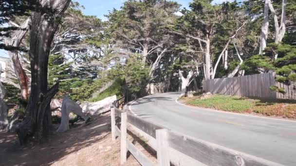 Milowa Droga Widokowa Półwysep Monterey Kalifornia Usa Droga Przez Las — Wideo stockowe