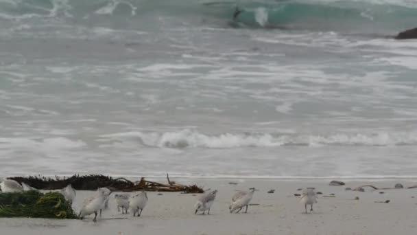 Onde Oceaniche Molti Uccelli Pifferaio Sabbia Spiaggia Rocciosa Piccoli Uccelli — Video Stock