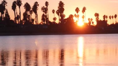 Günbatımı okyanus sahillerinde birçok palmiye ağacı silueti, Kaliforniya sahilleri, ABD. San Diego kıyısındaki Mission Bay Park 'ın sakin suyunda mor turuncu gökyüzünün yansıması. Deniz yüzeyi ve tropikal gün batımı.