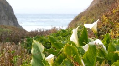 Calla Nilüfer Vadisi, Garrapata sahilindeki dere kanyonu, Big Sur manzarası, Monterey Doğa, Kaliforniya, ABD. İlkbaharda okyanus dalgalarının yanında birçok beyaz zambak. Çiçekler açıyor, kır çiçekleri açıyor.