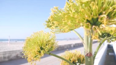 Sarı agave çiçeği açar, okyanus kıyısında yürüyen insanlar, Kaliforniya kıyılarında ABD. Amerikan aloe çiçekleri, sulu yüzyıl bitkileri ve mavi yaz gökyüzü. San Diego, Mission sahilindeki sahil yolu..