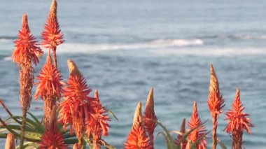 Kırmızı aloe çiçeği, sulu bitki tomurcukları ya da Pasifik Okyanusu sahillerinde ya da kıyılarda, Kaliforniya sahillerinde estetik, ABD. Arka planda Flora ve deniz manzarası. Yeşil bitki örtüsü, deniz suyu dalgaları.